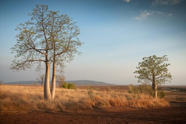 'Boab Trees In Evening Light' by Garry Paterson