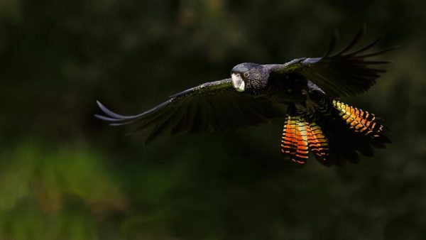 'Red Tailed Black Cockatoo' by Andrew Leed