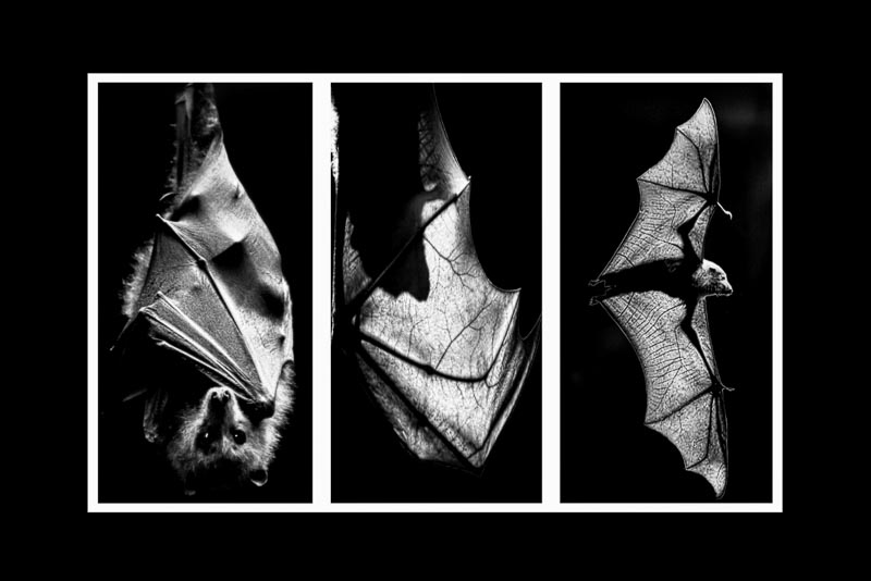 'Nightflight' by Marie Boschert