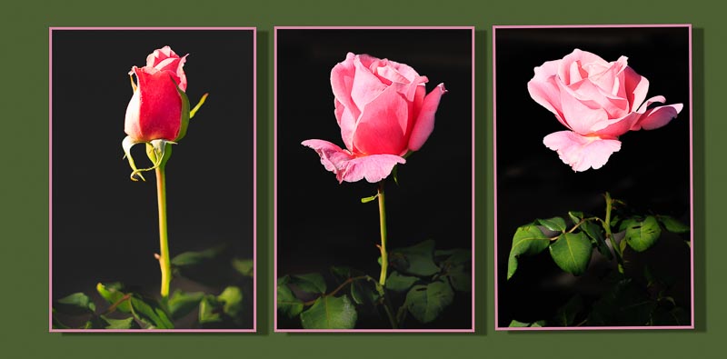'Bloomin' Lovely' by Linda Reiss