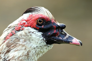 Domestic Muscovy Duck