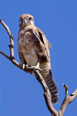 Emu & Brown Falcon