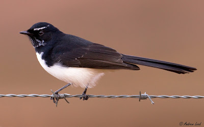Willie Wagtail