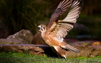 Brown Falcon – The Aussie version