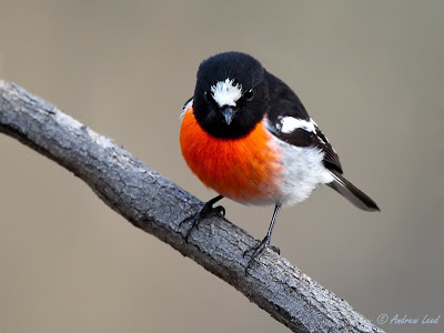 Scarlet Robin