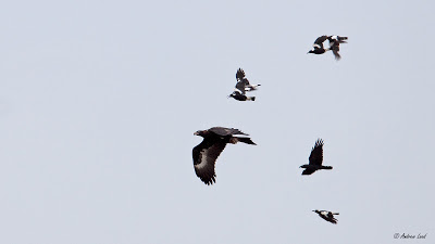 Wedgetail Eagle with meal being chased!