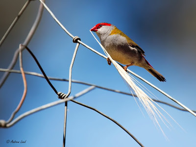 Red Browed Finch