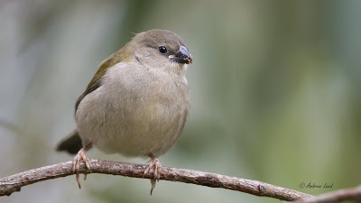 Red-browed Finch
