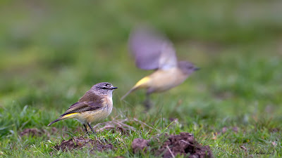 Some Little Birds