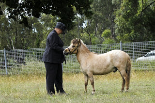 Heathcote Miniature Pony Competition