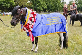 Heathcote Miniature Pony Competition