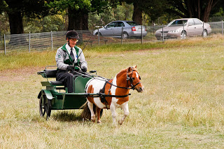 Heathcote Miniature Pony Competition