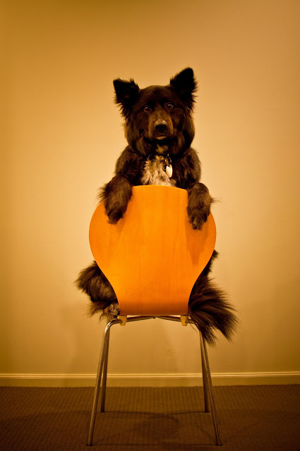 Black Bear Feeling Sexy!!!!