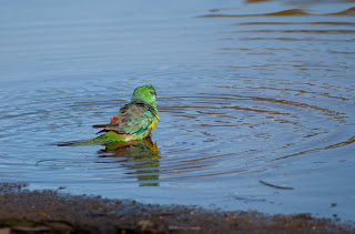 Another Red Rumped parrot