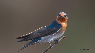Welcome Swallow