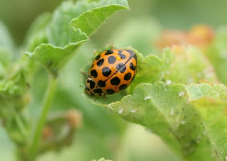 Beetles On Marshmellow Bush