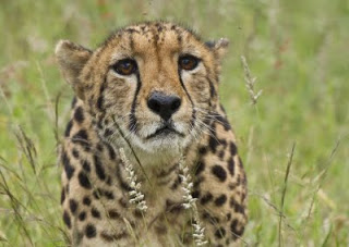 A Rare King Cheetah
