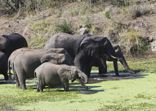 Kruger National Park