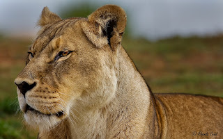 Werribee Open Range Zoo