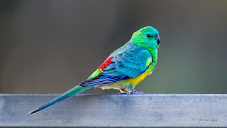 Red Rumped Parrots