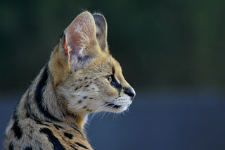 Werribee Zoo