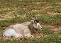 Werribee Zoo