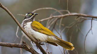 Backyard Birds