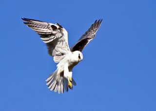 Black Shouldered Kite