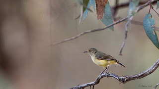 Thornbill