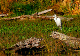Egret Fishing