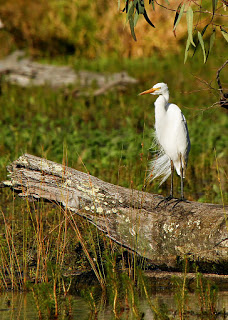 Intermediate Egret