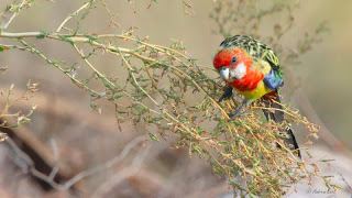 Eastern Rosella