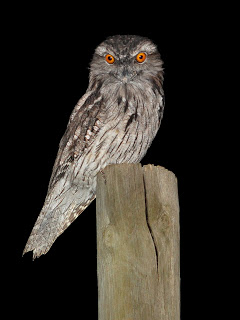 Tawny Frogmouth