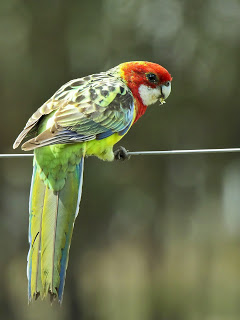 Eastern Rosella
