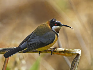 Birds At Highlands Near Yea