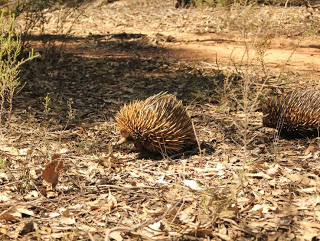Whipstick Echidnas