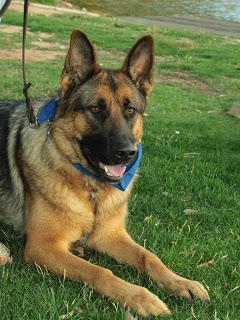 A Few More Pics Featuring The German Shepherd Club