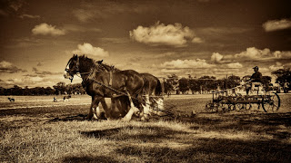 Moora Draught Horses
