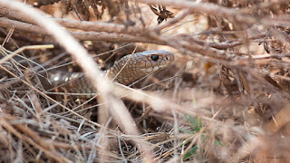 Brown Snake