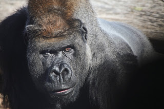 Mountain Gorilla