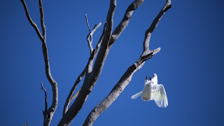 A Few Bird Pics From The Trip That Went Wrong