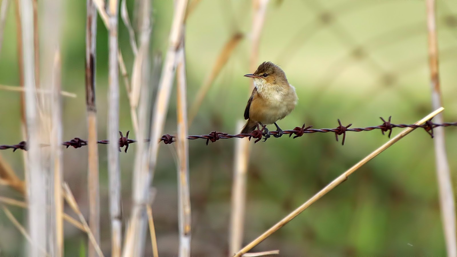 Birds Photographed At Leitchville