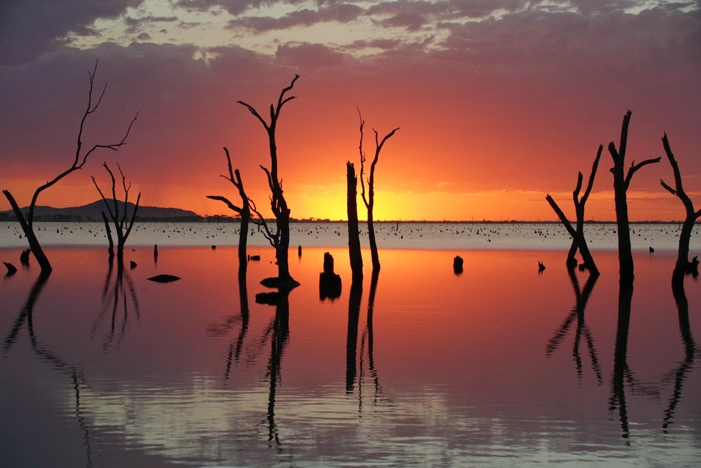 Boyd’s photos of Kow Swamp