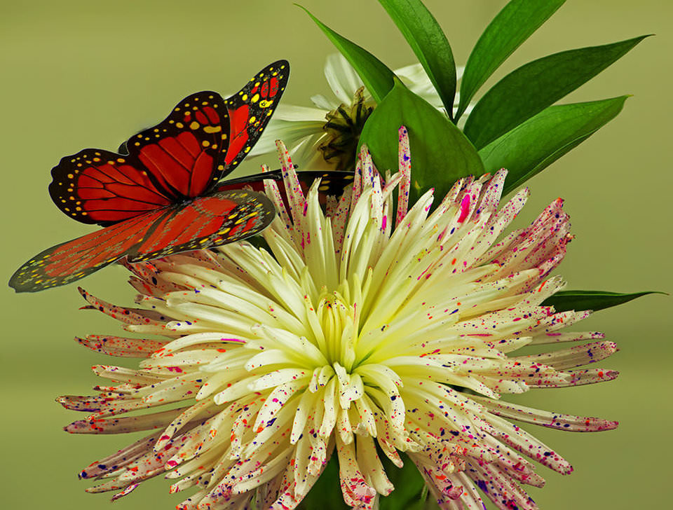 Image Stacking and Macro Photography