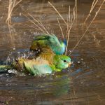 'Bath Time' by Cynthia Watkins