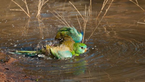 'Bath Time' by Cynthia Watkins