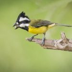 'Excited Crested Shrike-Tit' by Ron Price