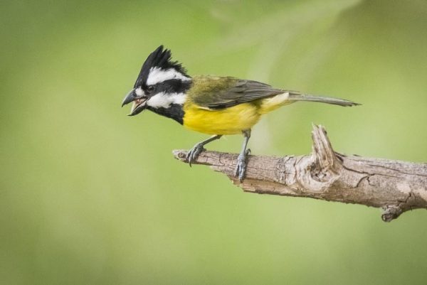 'Excited Crested Shrike-Tit' by Ron Price