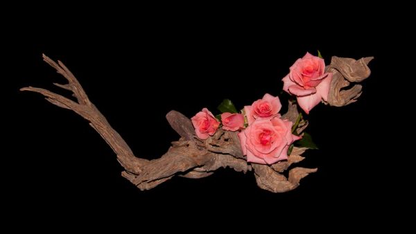 'Roses' by Cynthia Watkins