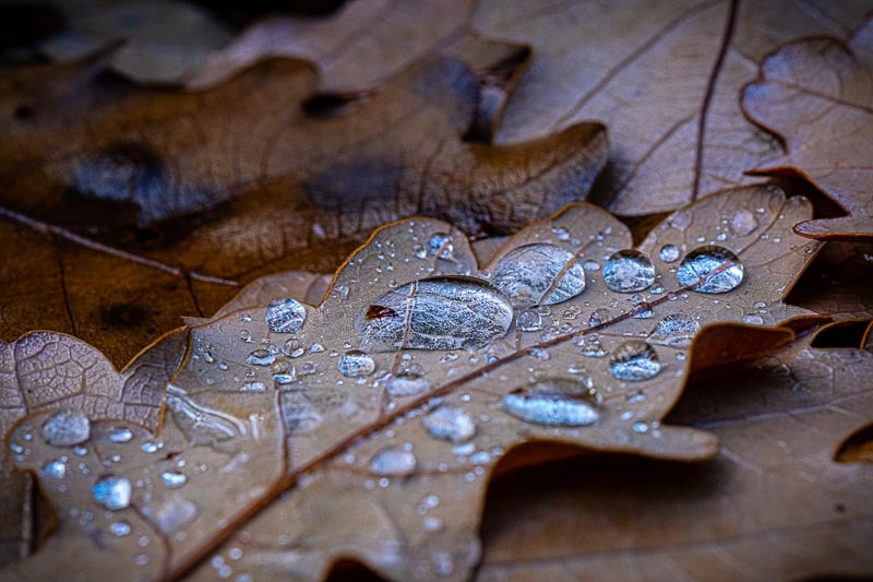 Challenge – Backyard macro